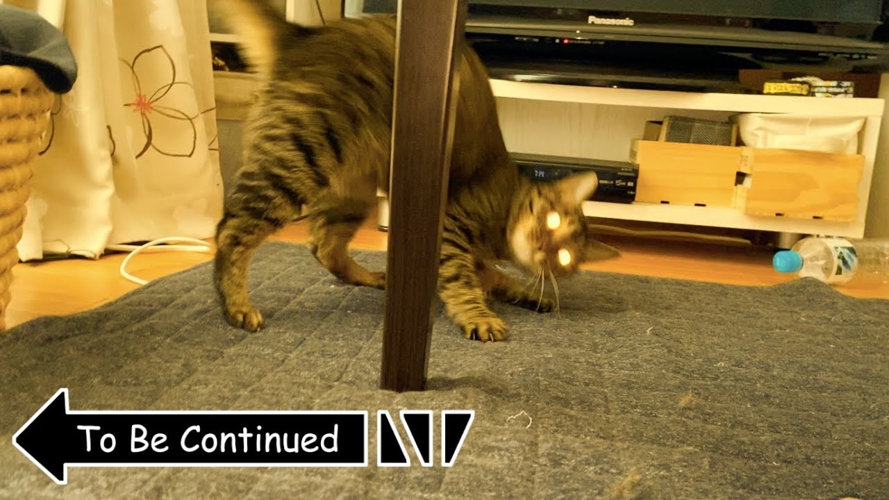 To Be Continued Cat Compilation ブチギレ狂暴猫ver. part4