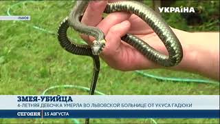 4-летняя девочка умерла от укуса змеи во Львове 4-летняя девочка умерла от укуса змеи во Львове