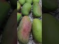 HUGE MANGO ЁЯен ЁЯенЁЯен Shortvideo Shorts HUGE MANGO ЁЯен ЁЯенЁЯен Shortvideo Shorts