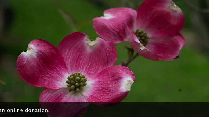 The Ninth Sunday after Pentecost - August 2, 2020