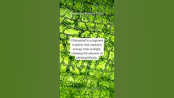 What is the role of chlorophyll in plants?