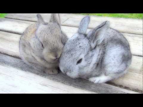 Very Cutest Baby Bunnies, Funny Pets Sitting on the Bench Outside