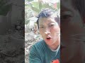 Berjemur Sebelum Main Joget Kicau Mania Kucing Lucu #shorts