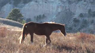 Imagine A Place | The Black Hills Wild Horse Sanctuary