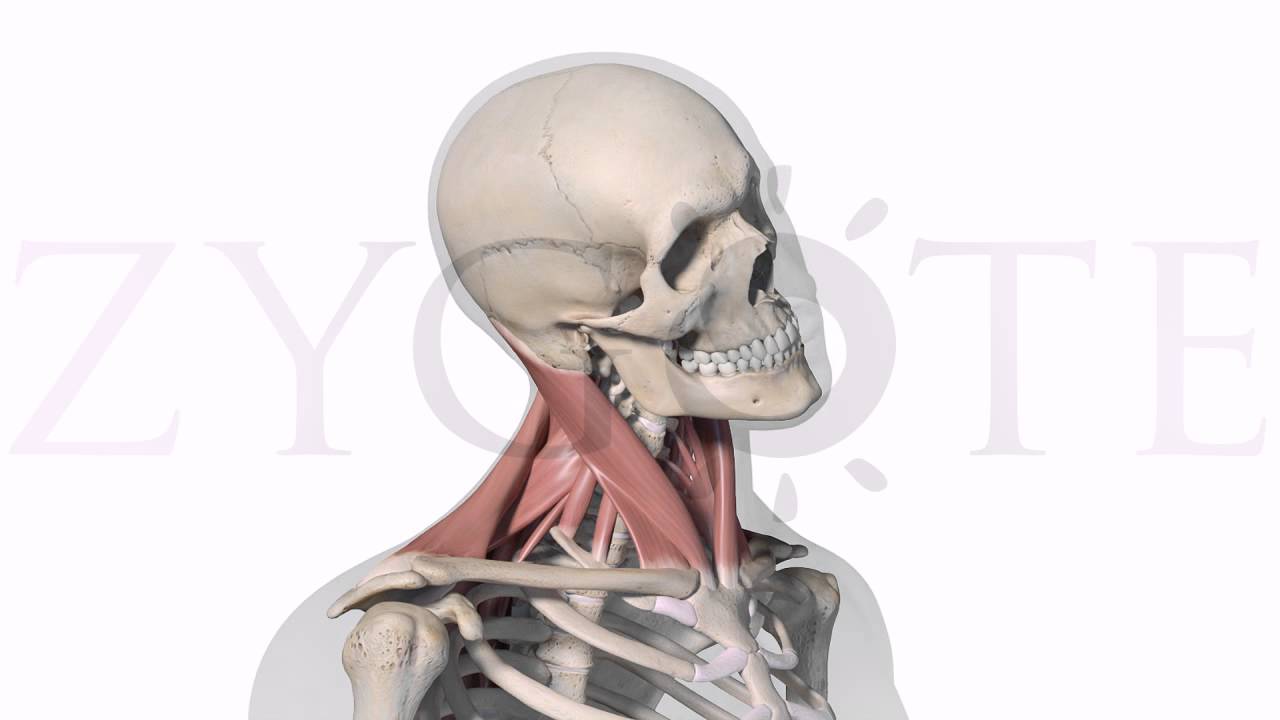 Zygote Muscle Skeletal Animation YouTube