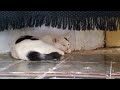 Playful Cat Lying Down and Rolling Under Hanging Fabric