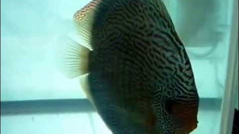 Cá Dĩa Quốc Tế Đẹp  Class10 2nd - Thiên Đường Cá Cảnh