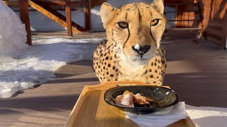 Cheetah eats delicious pancakes. Let's get ready for Shrovetide!