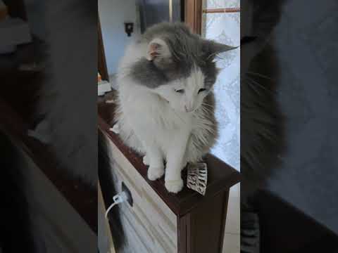 عندي واحد القطة ما كتخلي حتى حاجة فبلاصتها كلشي كتلوحو