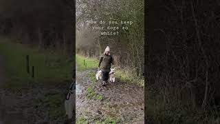 Follow for more westie tips! #mud #towpath #boatlife #westie