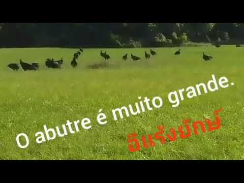 🇹🇭🇧🇷Watch the great vulture# O abutre é muito grande.🐦‍⬛🐦🐦‍⬛🐦