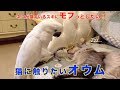 猫に触りたいオウム