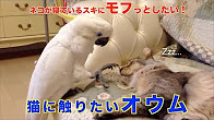 ねこを触りたいオウム  