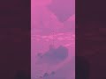 おいしくるメロンパン「candle tower」Music Video #shorts