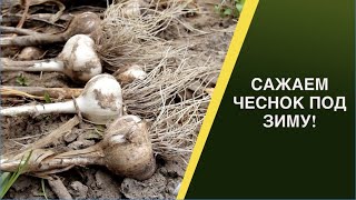 КАК И КОГДА САЖАТЬ ОЗИМЫЙ ЧЕСНОК!