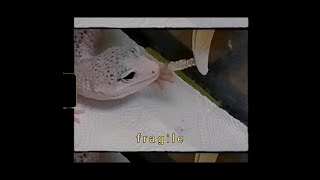 다함 (DAHAM) - fragile [Official Lyric Video]