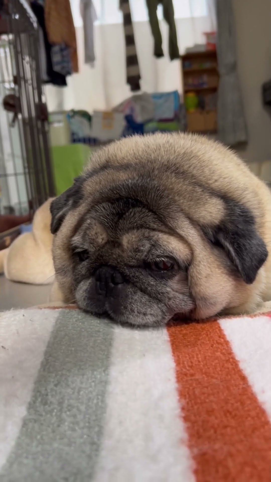 パグ 】ぶんちゃんの気ままな時間＃shorts＃パグ ＃Pug＃犬の