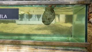 RAM SETU ! Mysterious & Surprising ! RAM SHILA