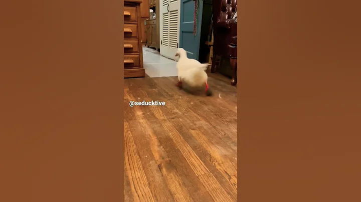 Duck Running (viral tiktok) 😅🤩❤️😍🦆 #viralreels #funnyvideos #tiktokviral