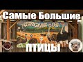 Страусы | Самые Быстрые Птицы