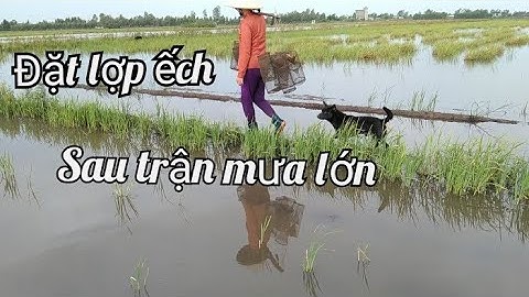 Đặt lợp ếch nghề mưu sinh gặp phải trận mưa lớn@út miền tây