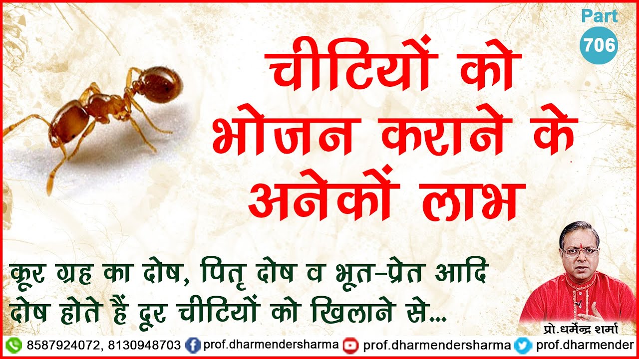 जानें चीटियों को भोजन करने के अनेकों लाभ - प्रो. धर्मेन्द्र शर्मा