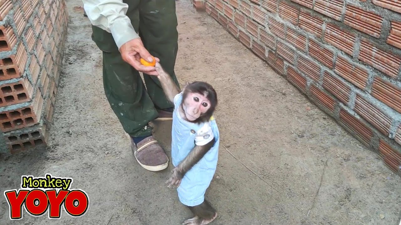 YoYo JR gives everyone fruit