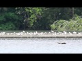 The bird sanctuary at saint nicolas de la grave