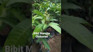 Bibit Mangga Chokanan Pendek Berbunga Bagus Untuk Tabulampot | Pusat Bibit Buah