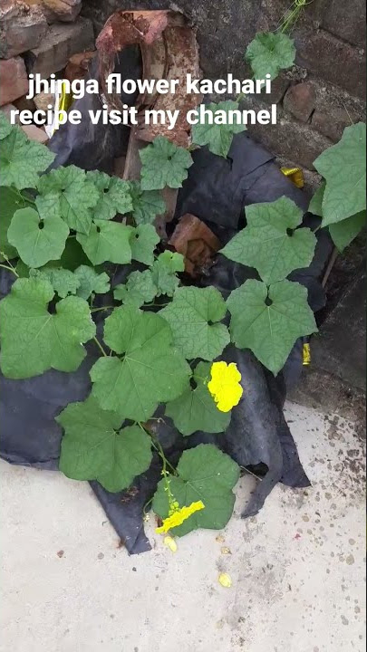 jhinga flower