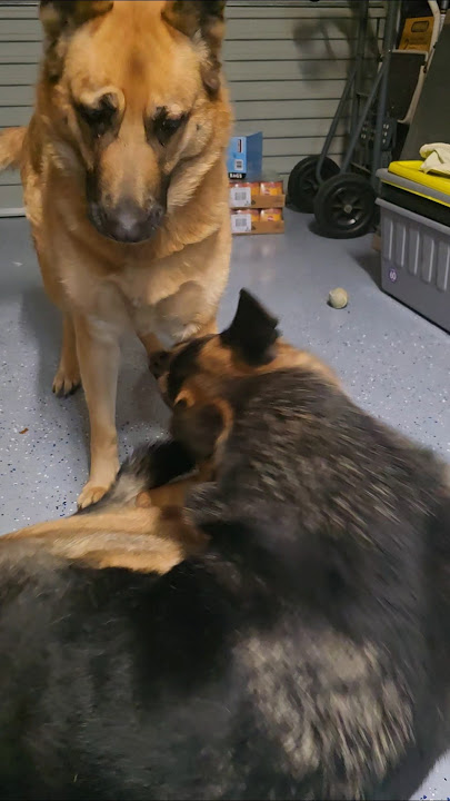 Lhola is just playing with lholo, no hitting,  just love #shortsfeed #mypet #dog