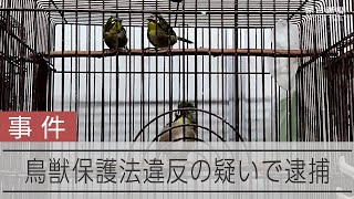 メジロなど日本の野鳥を販売目的で飼育　夫婦を鳥獣保護法違反の疑いで逮捕