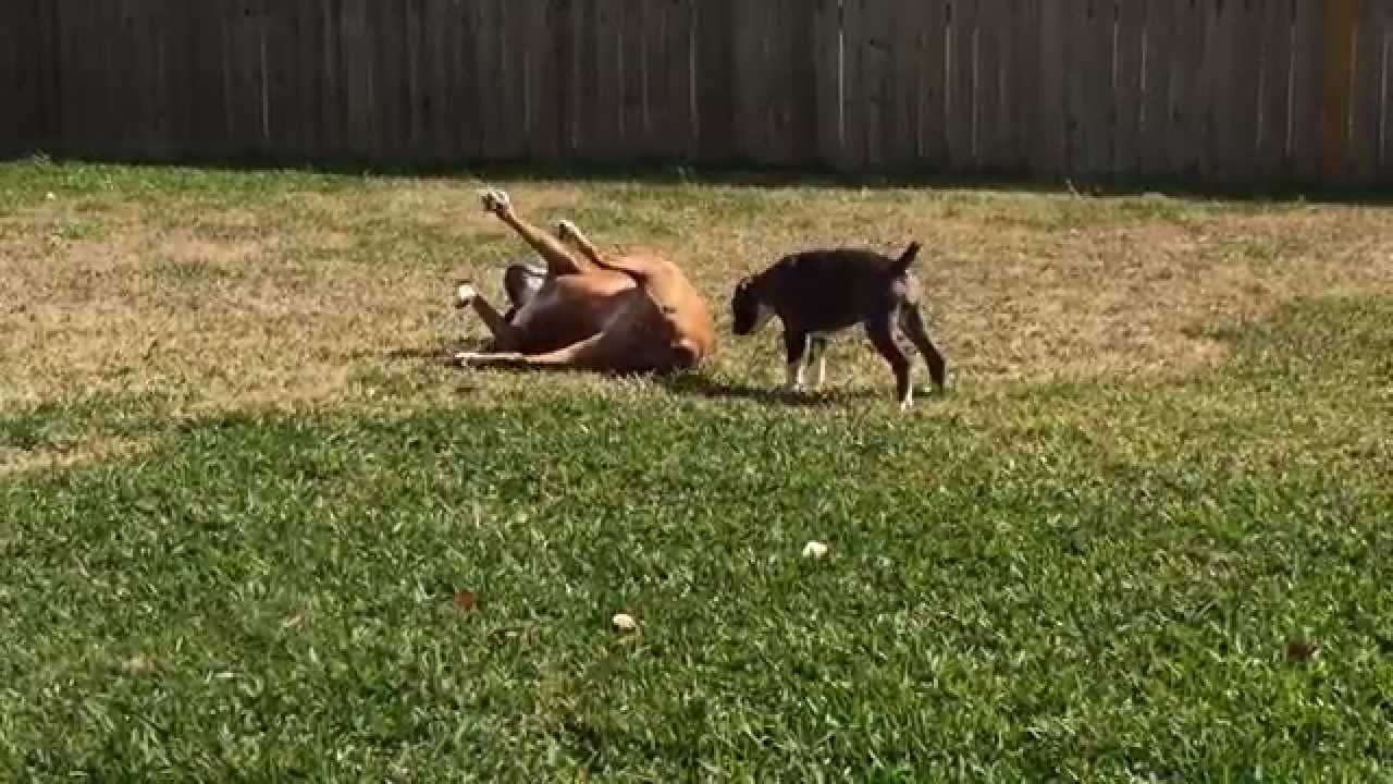 Cheweewee Boxer Boxers playing with Chiweenie - YouTube
