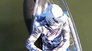 Manatees "Mesmerized" by Man in Pajamas Floating in See Through Canoe