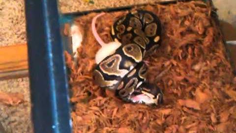 Female ball python eating rat