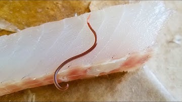 Parasite Worm in Fish Meat