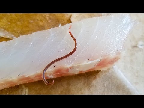 Parasite Worm in Fish Meat