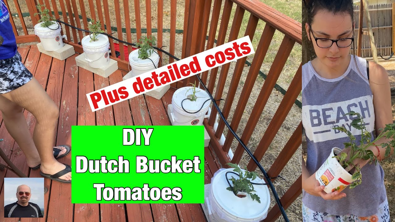DIY Dutch Bucket Tomatoes YouTube