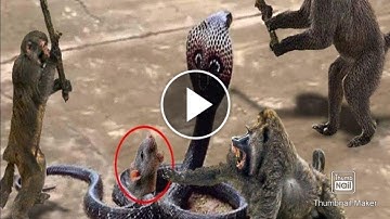Capuchin Monkey Save Mouse From Banded Krait Snake Hunt - Amazing Python vs Big Cat
