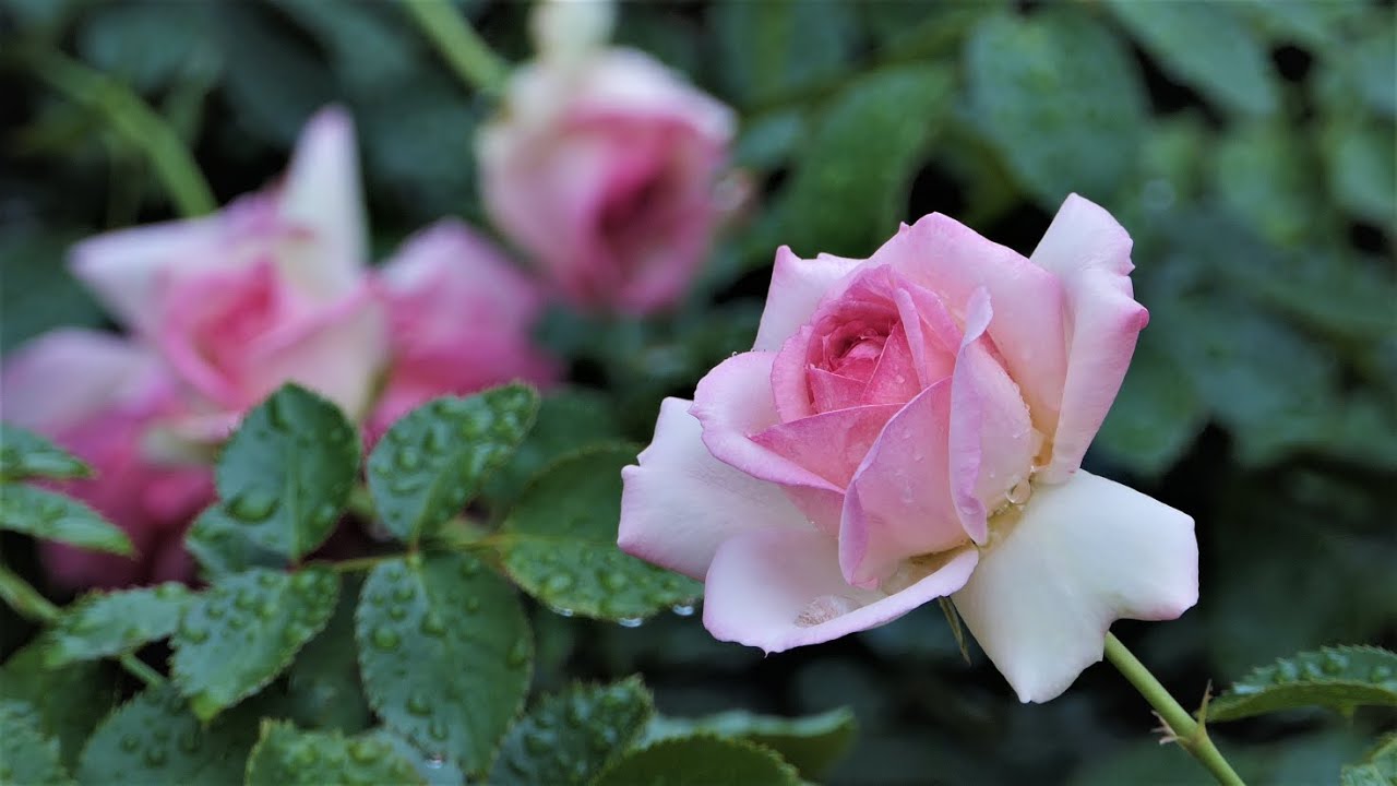 咲き揃った バラ の二番花 神代植物公園21 The Second Flower Of The Rose In Full Bloom At Jindai Botanical Garden 21 Youtube