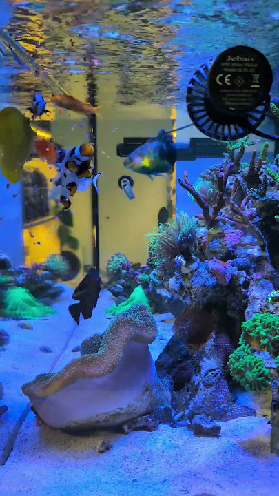 The fish are loving the new Reef Zlements food 🤤🐠 #reefzlements #reef #aquarium #coral #fishtank