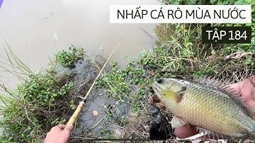 Tập 184 - Câu Cá Rô Đồng Đầu Mùa Nước Con Nào Cũng Mập