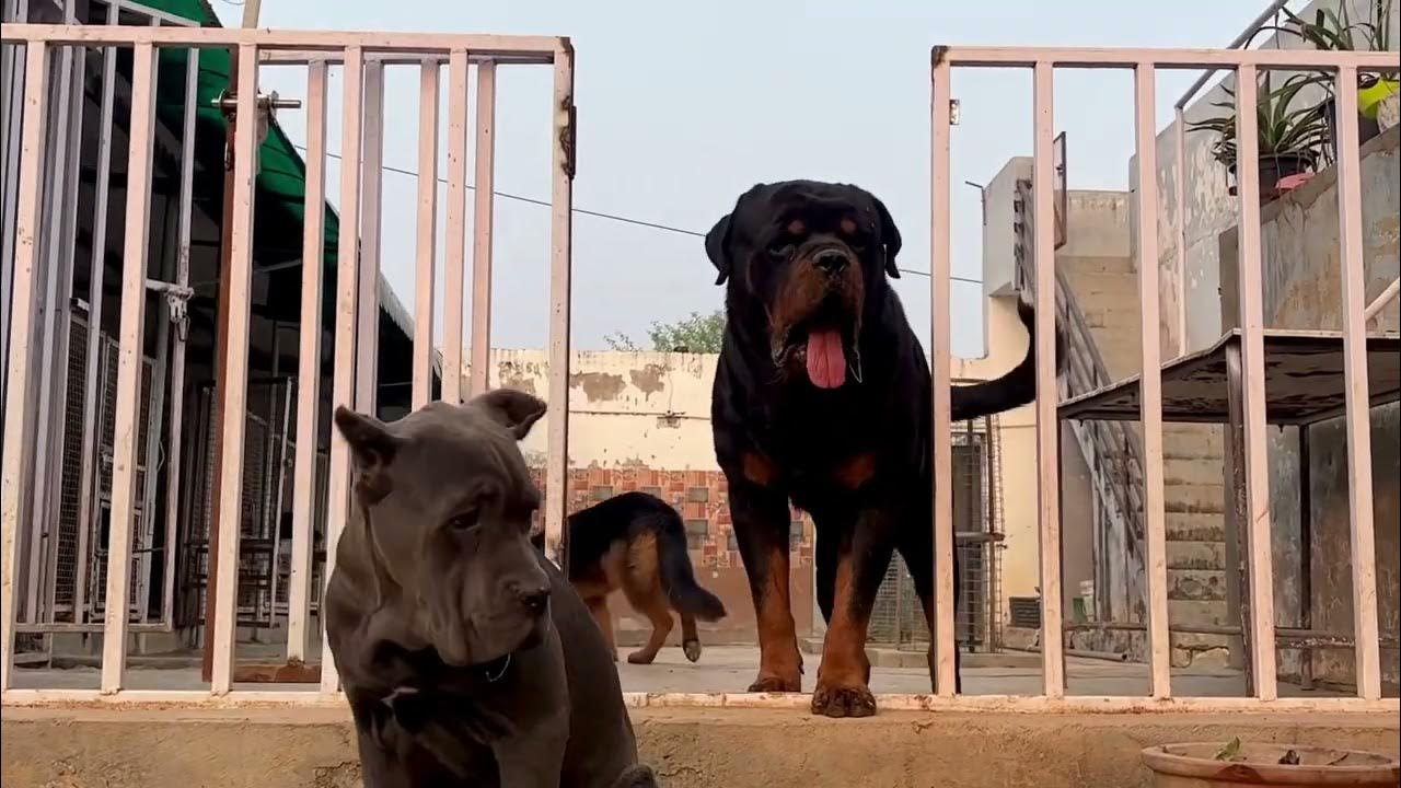 Which dog is best for security guards? YouTube
