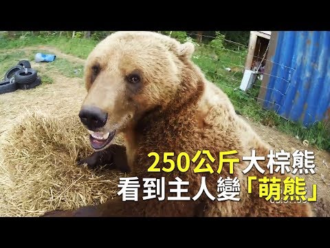 250公斤大棕熊 看到主人變「萌熊」｜俄羅斯人養熊當寵物｜新唐人電視台