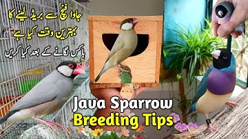 Java Finch Ne Nesting Shuru Kardi || Java Sparrow Breeding Tips