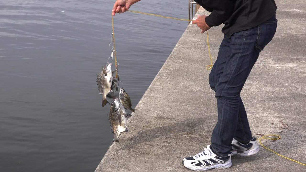 シリーズ浜名湖156 奥浜名湖秋のクロダイ盛期のハゼ釣り Youtube シリーズ浜名湖156 奥浜名湖秋のクロダイ盛期のハゼ釣り Youtube