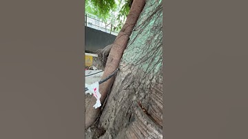 remove Wifi wire from trees and saved millions of trees 🌳 #shotfeed #shortvideo #greenindia #nature