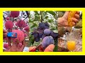 Awesome Fruits Cutting Skills From Farm Amazing 1st