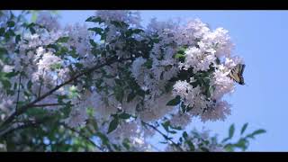 Download Lagu Agape-Nicholas Britell MP3