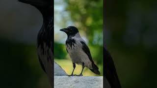 Hooded crow  voice | #bird